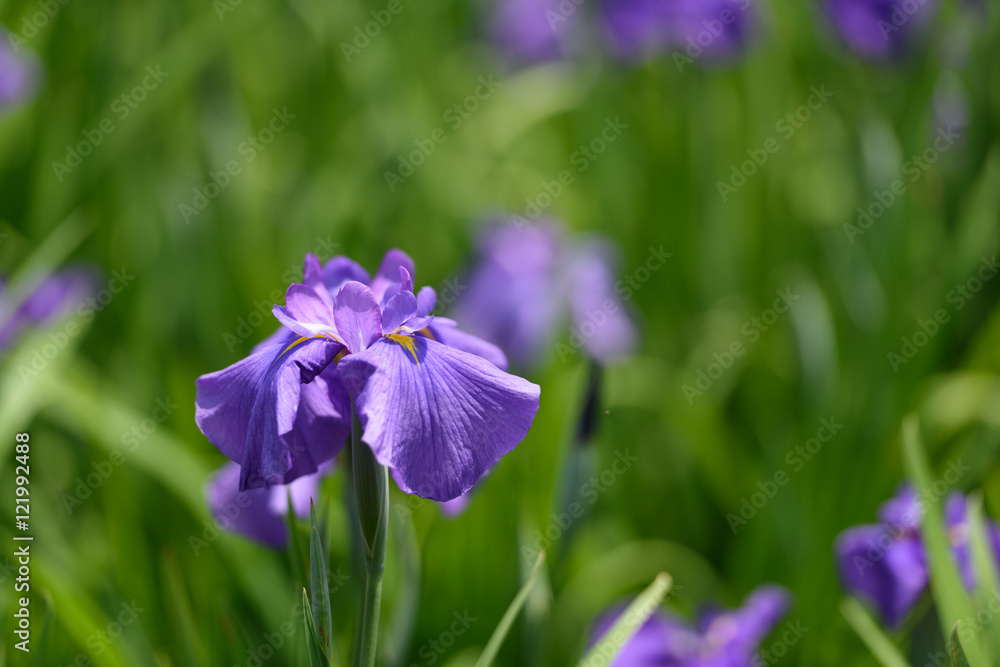 花菖蒲