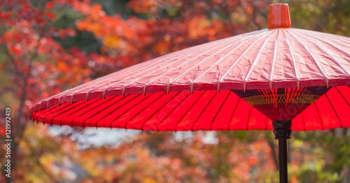 Japanese red umbellra at Japanese garden in autumn season