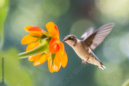 Obraz na płótnie Ruby throated Hummingbird