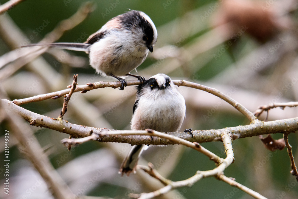 Naklejka premium エナガ