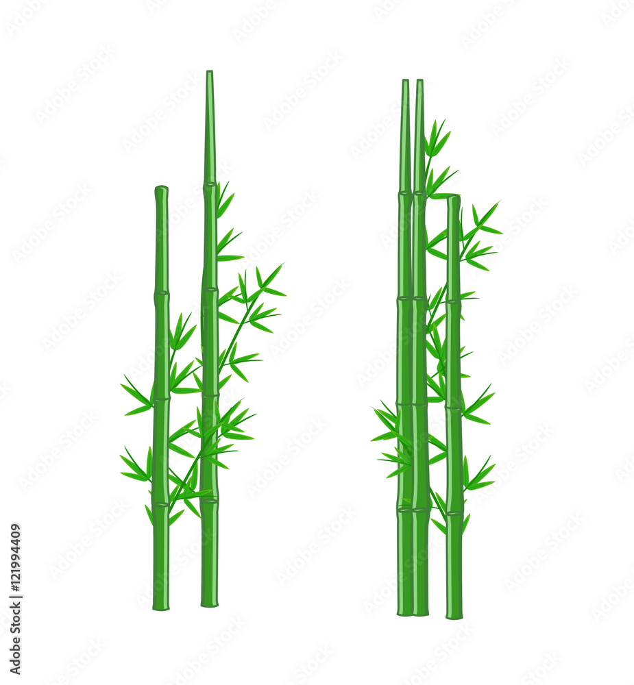 Fototapeta premium Green Bamboo Vector