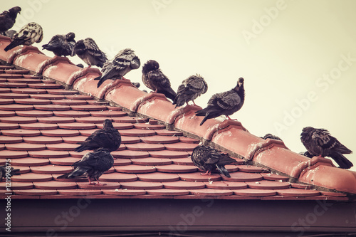 Group of pigeons on old red roof in cloudy day (selective focus) ; vintage style
