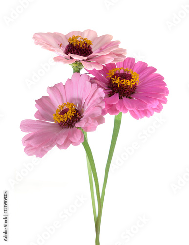 Billede på lærred zinnia