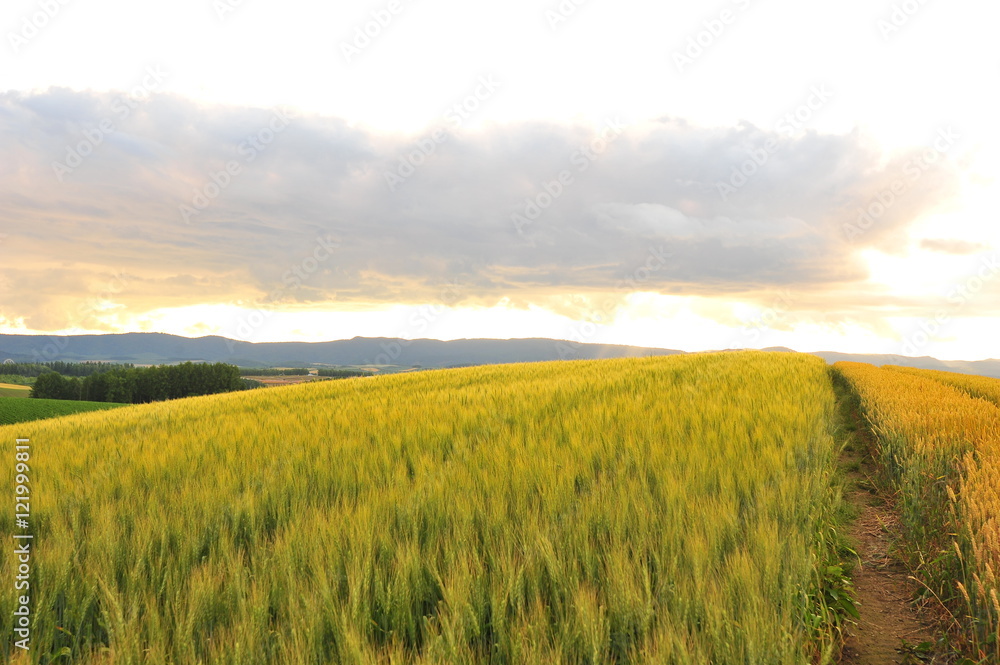 Wheat Fields at Sunset