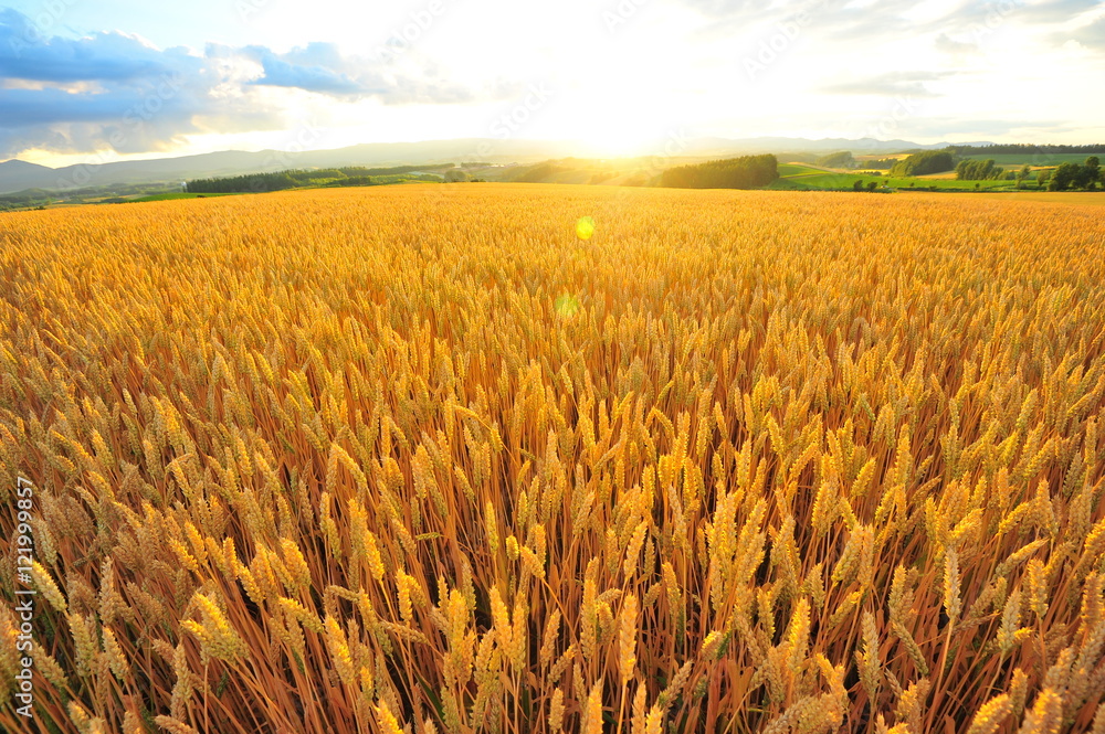 Naklejka premium Wheat Fields at Sunset