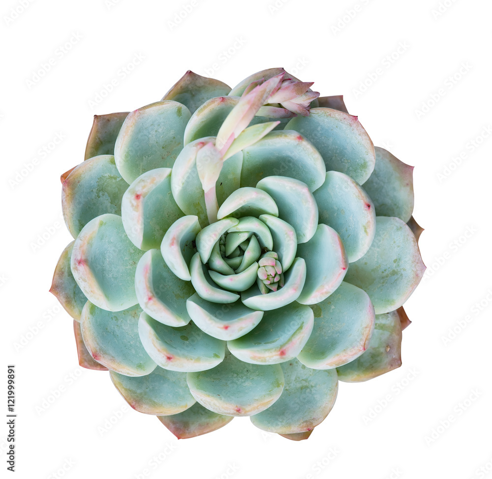 Miniature succulent plants in garden Miniature succulent plants in garden