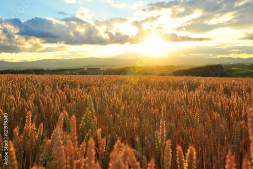 Wheat Fields at Sunset