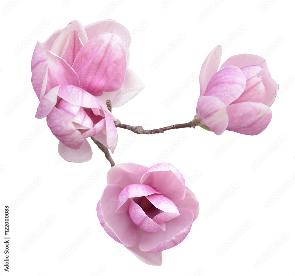 Fototapeta premium pink magnolia