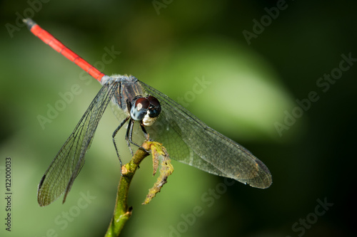 Image of dragonfly perched on a tree branch