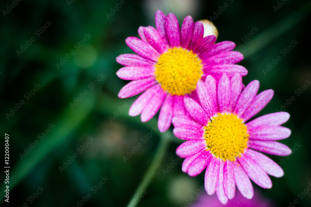 little flower little flower