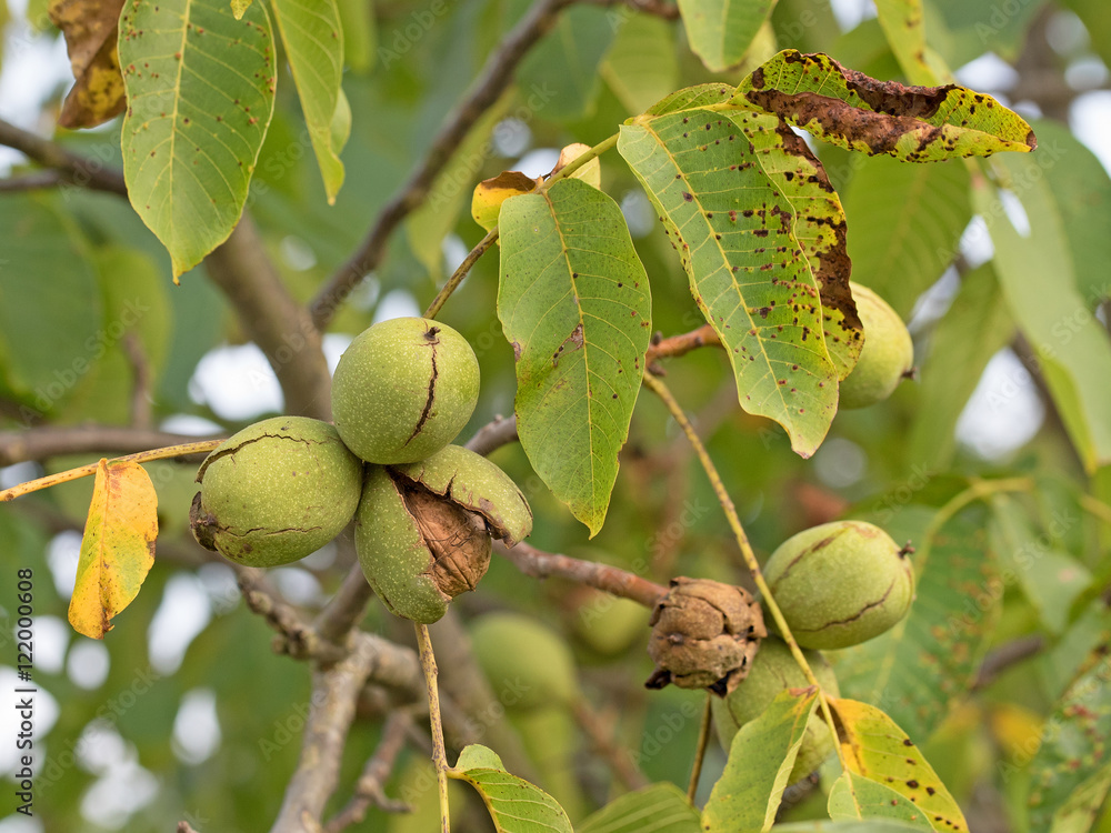 Obraz premium Walnüsse, Juglans regia, Walnuts