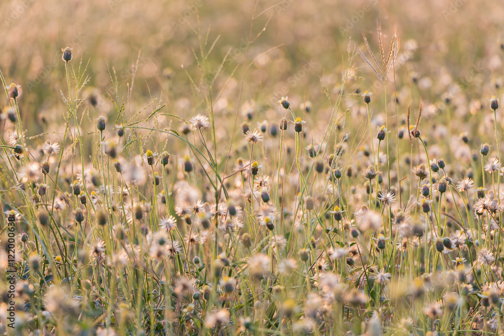 Plants dandelions - glass flowers
