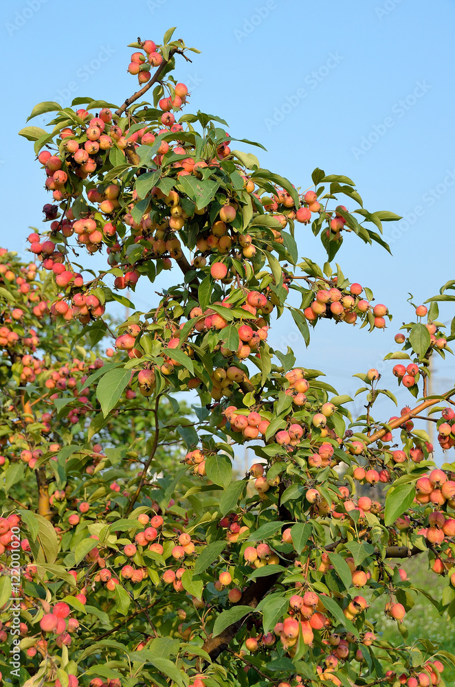 Ветки с яблоками китайкой на фоне неба