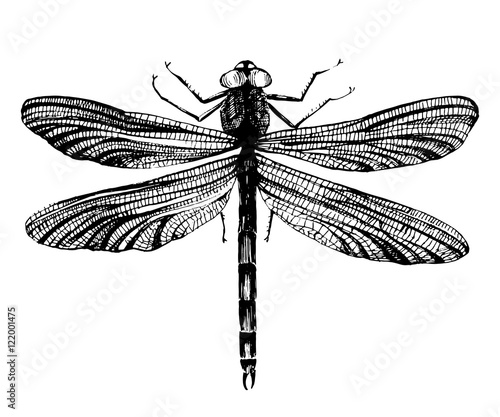 Black dragonfly on white background