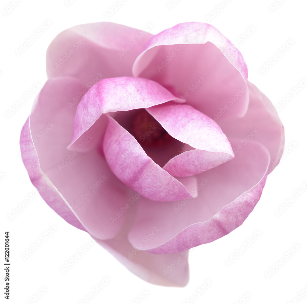 Fototapeta premium magnolia flower