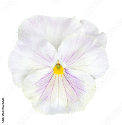 pansy flower © anphotos99