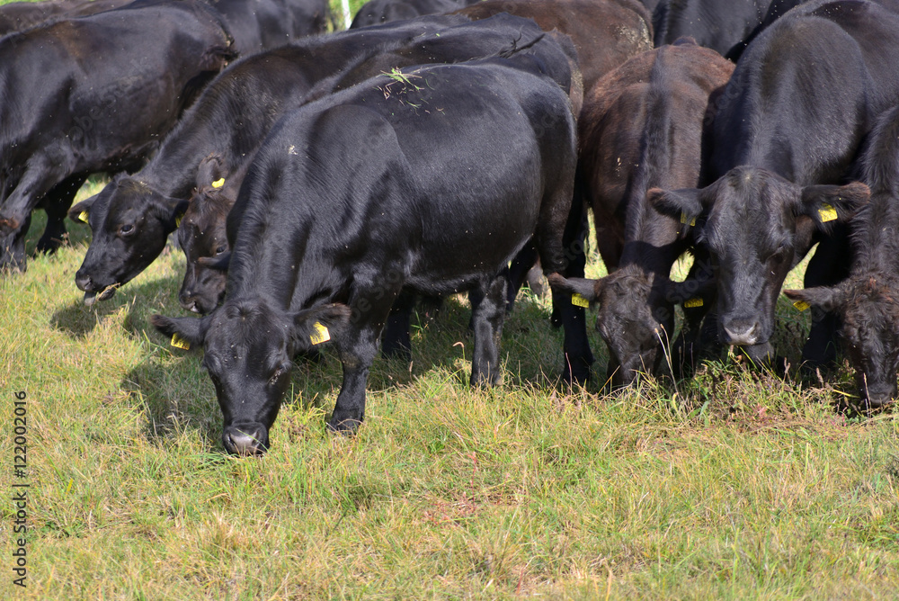 Fototapeta premium moor oxen on pasture