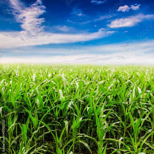 Green corn field and sky