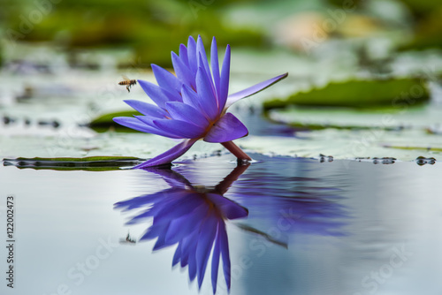 Fototapeta Naklejka Na Ścianę i Meble -  Purple water lily in a pond with flying bee