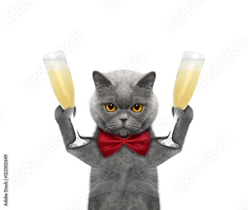 Fototapeta Naklejka Na Ścianę i Meble -  Cat on a holiday with a glass of champagne
