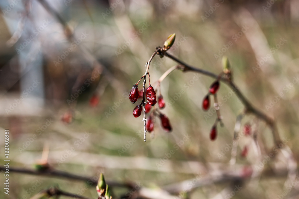 berry barberry at sunset