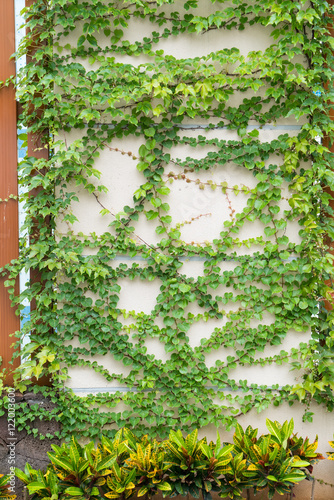 ivy leaves isolated on a white background