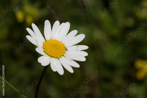 Macro fiori alpini photo