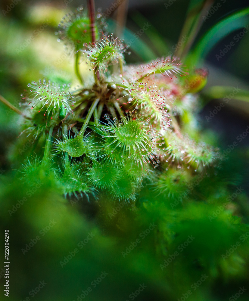 Carnivorous Sundew plant Carnivorous Sundew plant