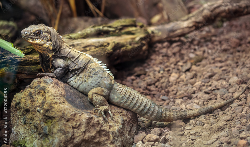 Little iguana Little iguana