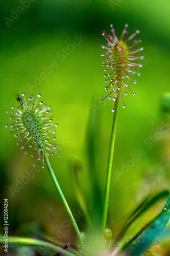 Carnivorous Sundew plant