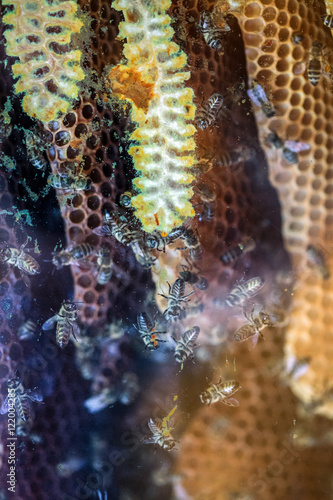Honey bees on a comb