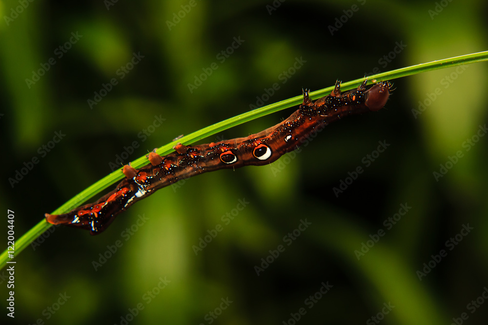 caterpillar worm on branch in the garden