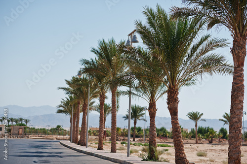 Palms trees near the road on Egypt