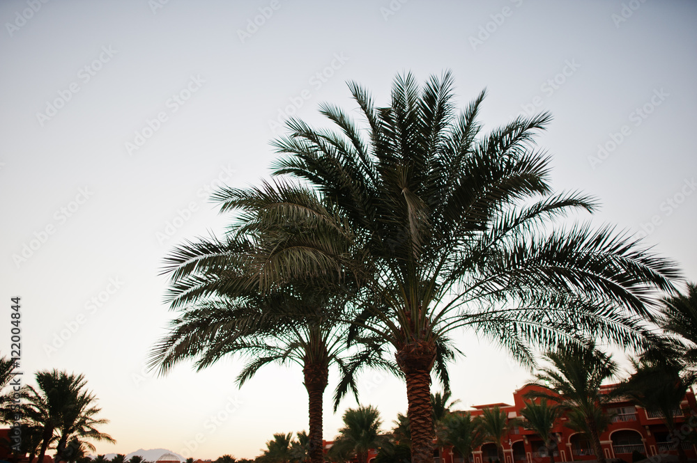 The tops of palm trees background evening sky