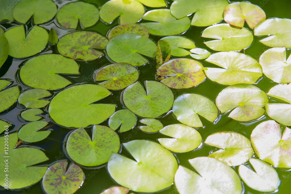 Lily pads in the water at begonia house Lily pads in the water at begonia house