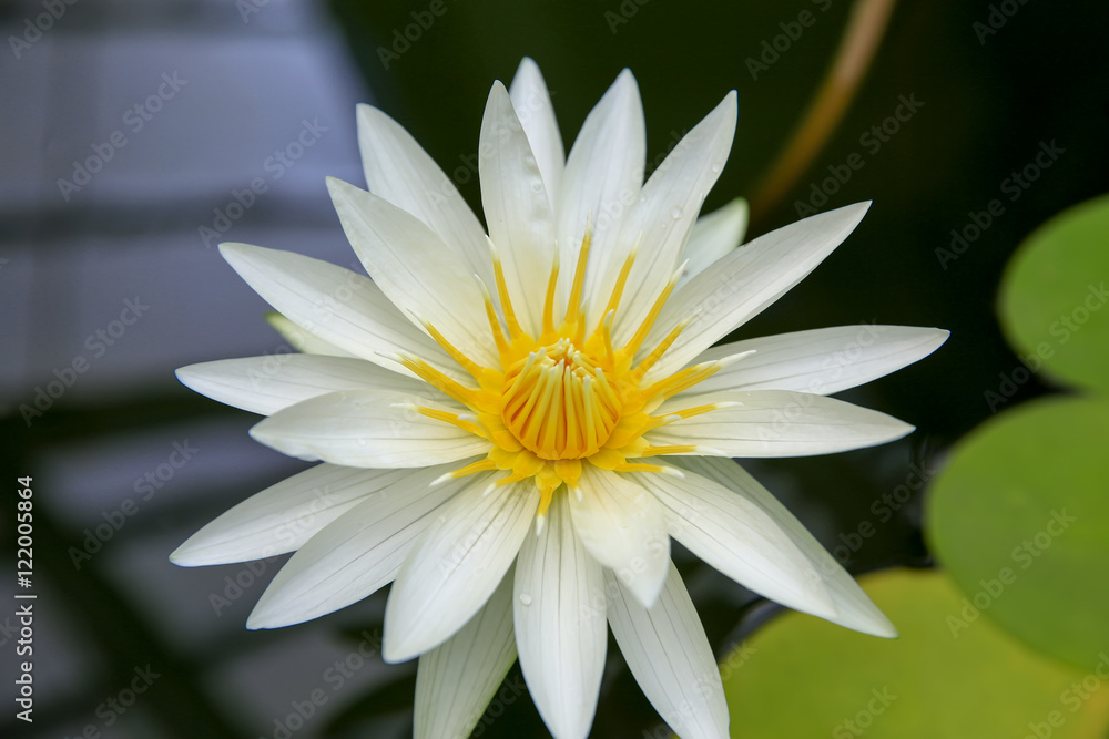 Close up of Cream white water lily flower in Wellington Close up of Cream white water lily flower in Wellington