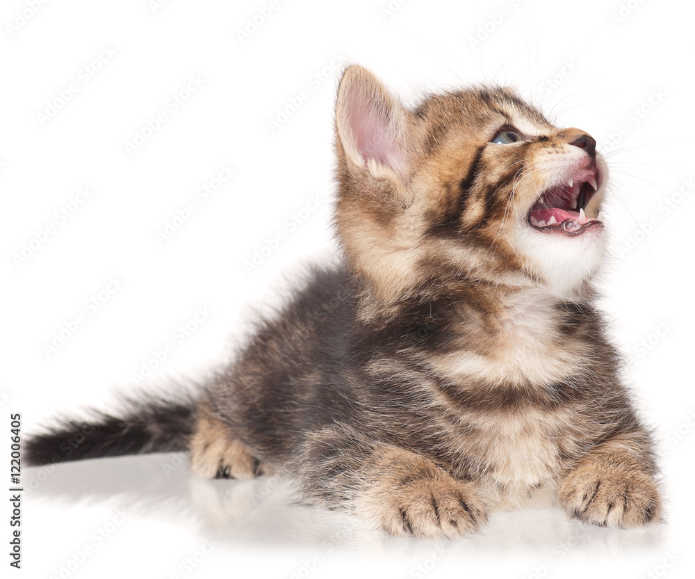 Yawning cute kitten