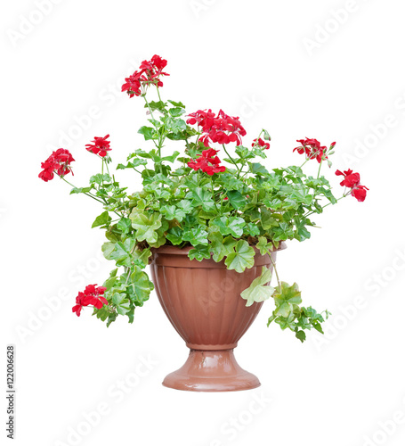 Fototapeta Naklejka Na Ścianę i Meble -  Red geranium on white background