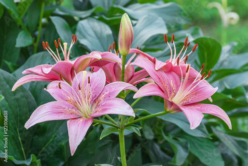 Beautiful pink  lilies