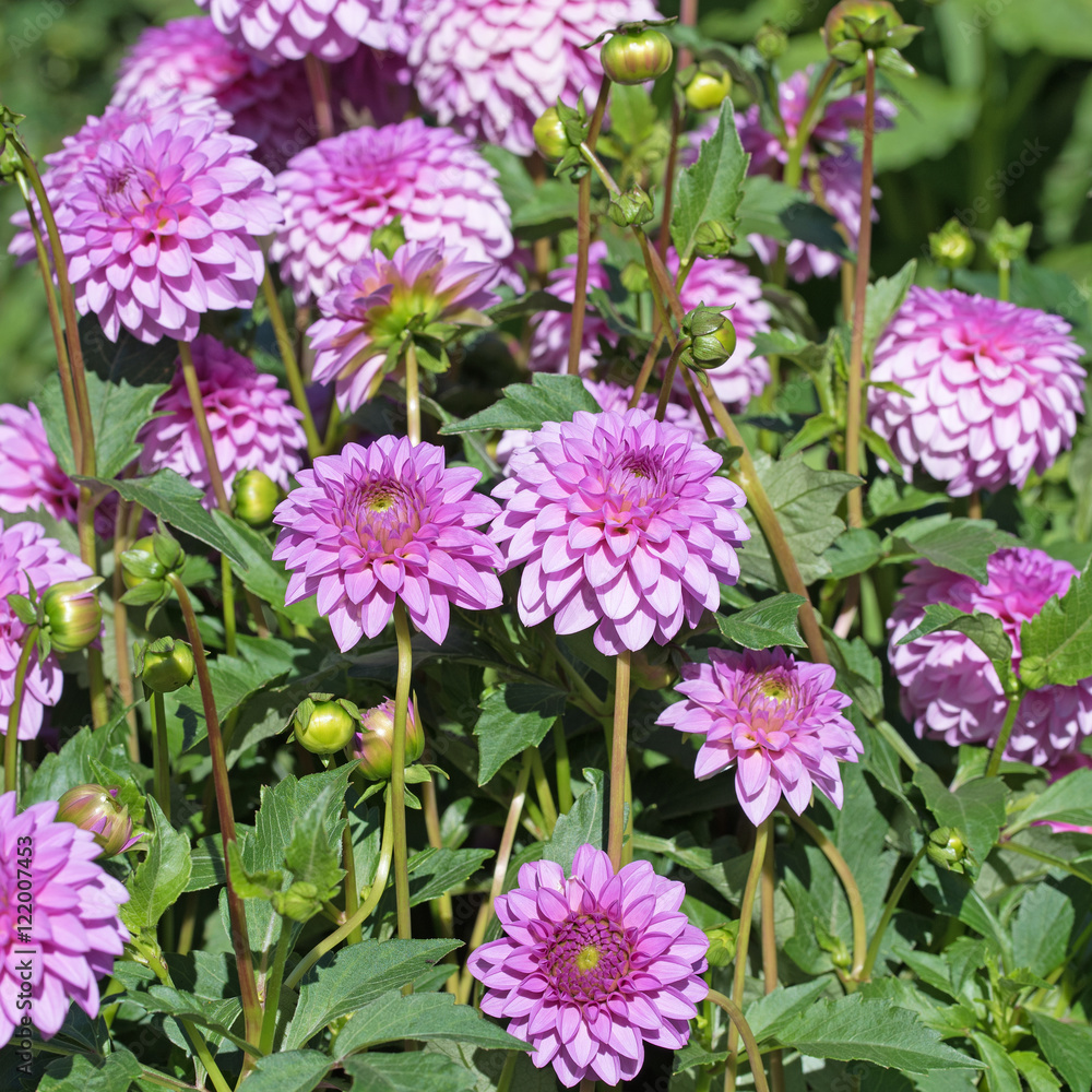Fototapeta premium Dahlien, Dahlias