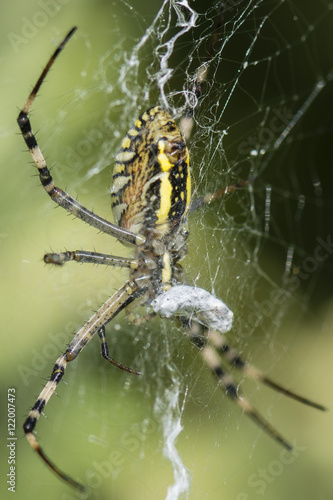 Crusader spider striped females.