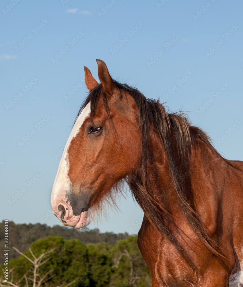 clydesdale horse clydesdale horse