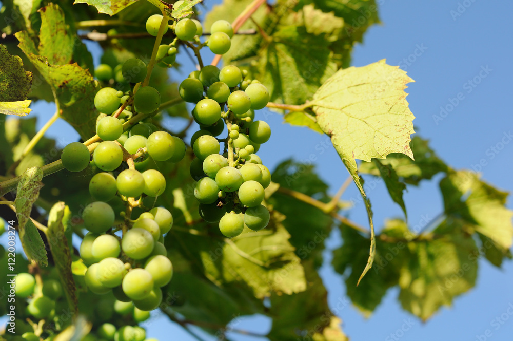Fototapeta premium unripe grapes on a branch