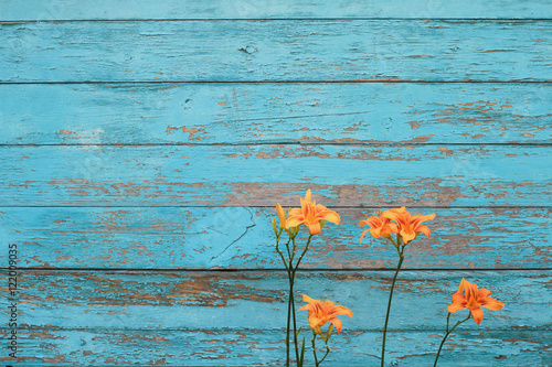 Fototapeta Naklejka Na Ścianę i Meble -  Tiger lily on a blue wooden shabby background with copy-space. Cute and colorful texture perfect for banners or cards