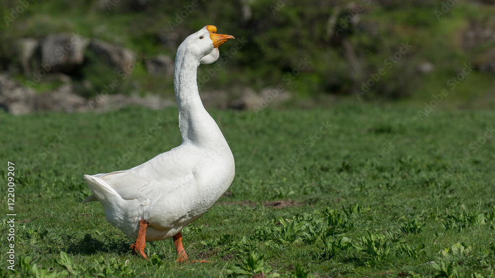 Portrait of a white goose. Close-up. Portrait of a white goose. Close-up.