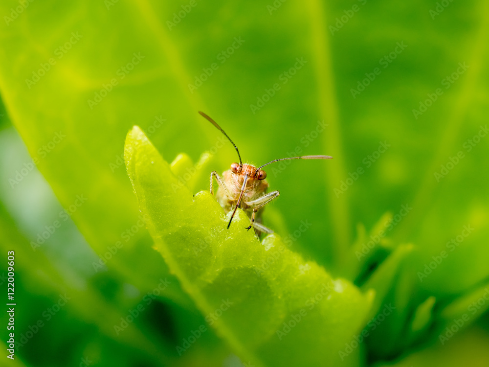 Small insect on a leaf Small insect on a leaf