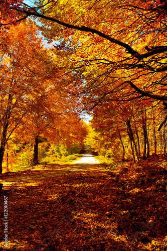 Autumn rural road