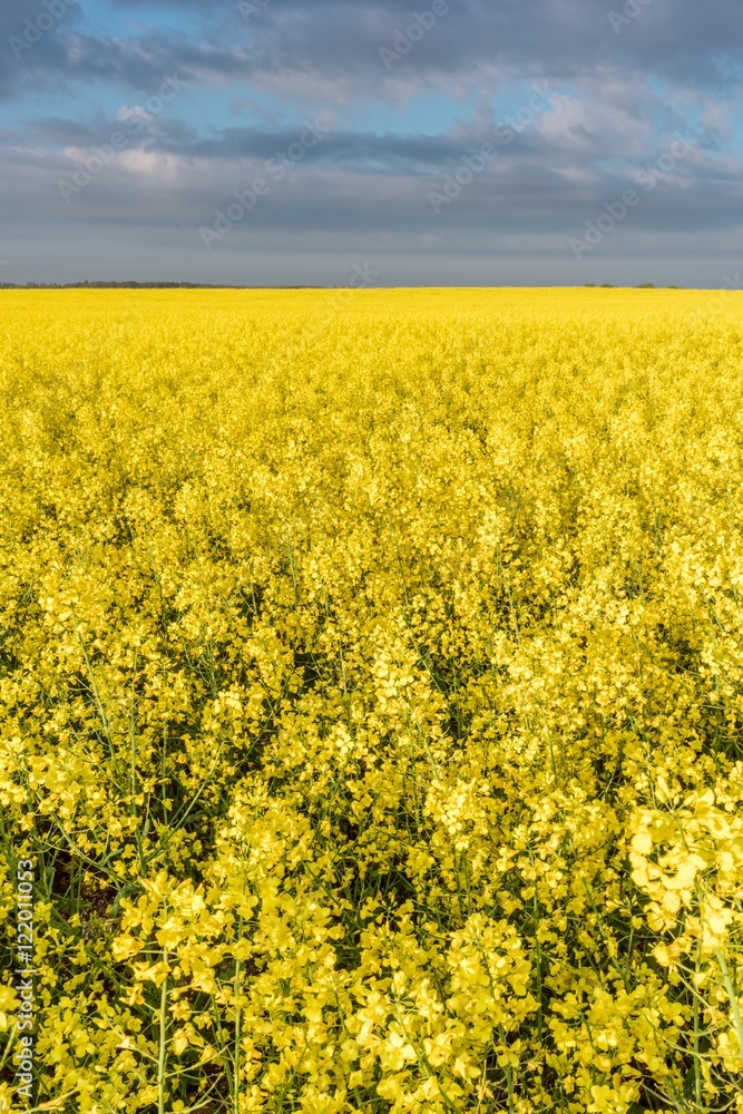 Immense yellow field Immense yellow field