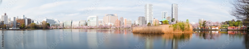 Panoramic view of Shinobazu pond located at Ueno Park, Taito Ward, Tokyo, Japan.