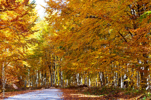 Fototapeta Naklejka Na Ścianę i Meble -  Colors of autumn in the woods